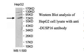 DUSP16 / MKP7 Antibody