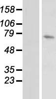 DUSP16 / MKP7 Protein - Western validation with an anti-DDK antibody * L: Control HEK293 lysate R: Over-expression lysate