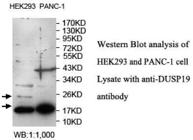 DUSP19 / SKRP1 Antibody