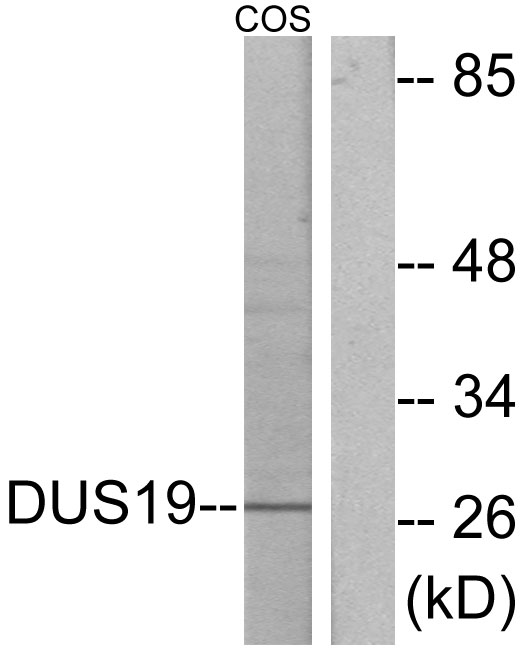 DUSP19 / SKRP1 Antibody - Western blot analysis of lysates from COS7 cells, using DUSP19 Antibody. The lane on the right is blocked with the synthesized peptide.