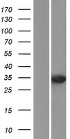 DUSP2 Protein - Western validation with an anti-DDK antibody * L: Control HEK293 lysate R: Over-expression lysate