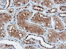DUSP23 Antibody - IHC of paraffin-embedded Human Kidney tissue using anti-DUSP23 mouse monoclonal antibody.