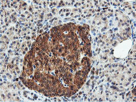 DUSP23 Antibody - IHC of paraffin-embedded Human pancreas tissue using anti-DUSP23 mouse monoclonal antibody.