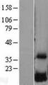 DUSP23 Protein - Western validation with an anti-DDK antibody * L: Control HEK293 lysate R: Over-expression lysate