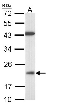 DUSP3 / VHR Antibody - Sample (30 ug of whole cell lysate). A:293T. 12% SDS PAGE. DUSP3 / VHR antibody diluted at 1:1000.