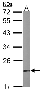 DUSP3 / VHR Antibody - Sample (50 ug of whole cell lysate). A: mouse stomach. 12% SDS PAGE. DUSP3 / VHR antibody diluted at 1:1000.