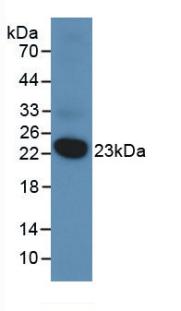 DUSP3 / VHR Antibody - Western Blot; Sample: Recombinant DUSP3, Human.
