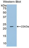 DUSP3 / VHR Antibody - Western blot of recombinant DUSP3 / VHR.  This image was taken for the unconjugated form of this product. Other forms have not been tested.