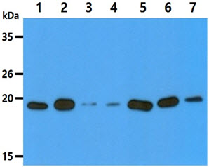 DUSP3 / VHR Antibody - The Cell lysates (40ug) were resolved by SDS-PAGE, transferred to PVDF membrane and probed with anti-human DUSP3 antibody (1:3000). Proteins were visualized using a goat anti-mouse secondary antibody conjugated to HRP and an ECL detection system. Lane 1.: HeLa cell lysate Lane 2.: HepG2 cell lysate Lane 3.: Jurkat cell lysate Lane 4.: MCF7 cell lysate Lane 5.: 293T cell lysate Lane 6.: U87MG cell lysate Lane 7.: K562 cell lysate