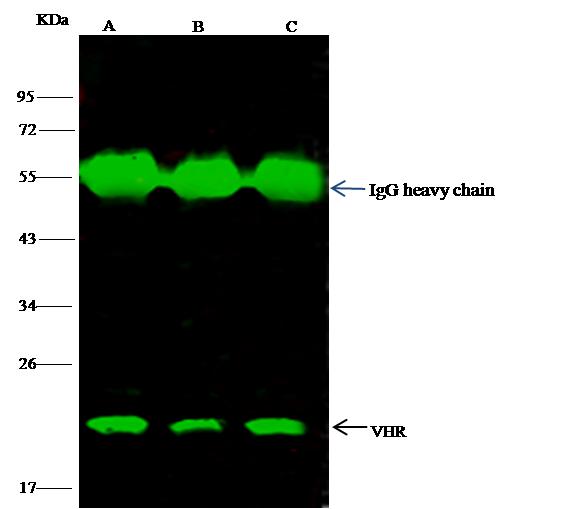 DUSP3 / VHR Antibody - VHR was immunoprecipitated using: Lane A: 0.5 mg HepG2 Whole Cell Lysate. Lane B: 0.5 mg Hela Whole Cell Lysate. Lane C:0.5 mg 293T Whole Cell Lysate. 1 uL anti-VHR rabbit polyclonal antibody and 15 ul of 50% Protein G agarose. Primary antibody: Anti-VHR rabbit polyclonal antibody, at 1:500 dilution. Secondary antibody: Dylight 800-labeled antibody to rabbit IgG (H+L), at 1:5000 dilution. Developed using the odssey technique. Performed under reducing conditions. Predicted band size: 20 kDa. Observed band size: 20 kDa.