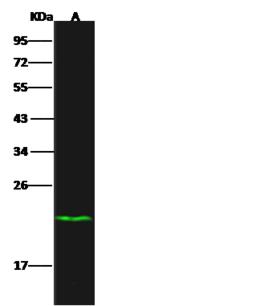 DUSP3 / VHR Antibody - Anti-VHR rabbit polyclonal antibody at 1:500 dilution. Lane A: HeLa Whole Cell Lysate. Lysates/proteins at 30 ug per lane. Secondary: Goat Anti-Rabbit IgG H&L (Dylight 800) at 1/10000 dilution. Developed using the Odyssey technique. Performed under reducing conditions. Predicted band size: 20 kDa. Observed band size: 22 kDa.