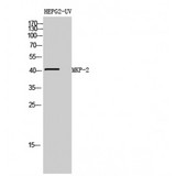 DUSP4 / MKP2 Antibody - Western blot of MKP-2 antibody