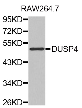 DUSP4 / MKP2 Antibody - Western blot analysis of extracts of RAW264.7 cells.