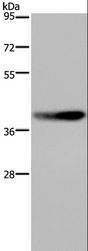 DUSP4 / MKP2 Antibody - Western blot analysis of RAW264.7 cell, using DUSP4 Polyclonal Antibody at dilution of 1:600.