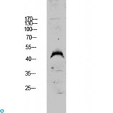 DUSP4 / MKP2 Antibody - Western blot analysis of A549 lysate, antibody was diluted at 1000. Secondary antibody was diluted at 1:20000.
