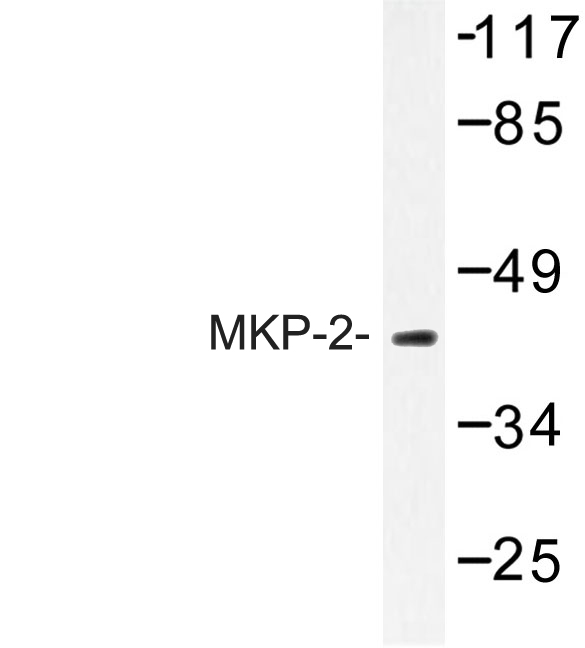 DUSP4 / MKP2 Antibody - Western blot of MKP-2 (Y108) pAb in extracts from RAW264.7.
