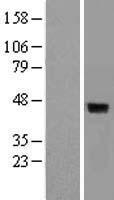 DUSP4 / MKP2 Protein - Western validation with an anti-DDK antibody * L: Control HEK293 lysate R: Over-expression lysate
