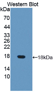 DUSP5 Antibody - Western blot of DUSP5 antibody.