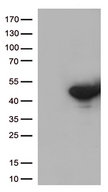 DUSP5 Antibody - HEK293T cells were transfected with the pCMV6-ENTRY control. (Left lane) or pCMV6-ENTRY DUSP5. (Right lane) cDNA for 48 hrs and lysed. Equivalent amounts of cell lysates. (5 ug per lane) were separated by SDS-PAGE and immunoblotted with anti-DUSP5. (1:500)