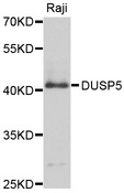 DUSP5 Antibody - Western blot analysis of extracts of Raji cells, using DUSP5 antibody at 1:1000 dilution. The secondary antibody used was an HRP Goat Anti-Rabbit IgG (H+L) at 1:10000 dilution. Lysates were loaded 25ug per lane and 3% nonfat dry milk in TBST was used for blocking. An ECL Kit was used for detection and the exposure time was 30s.
