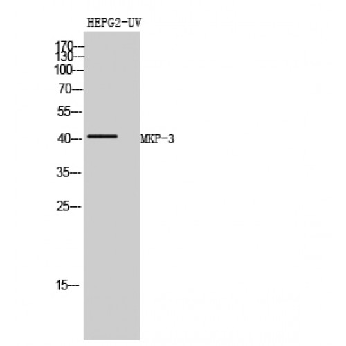 DUSP6 / MKP3 Antibody - Western blot of MKP-3 antibody