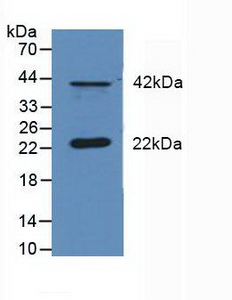 DUSP6 / MKP3 Antibody - Western Blot; Sample: Mouse Cerebellum Tissue.