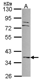 DUSP6 / MKP3 Antibody - Sample (30 ug of whole cell lysate). A: A549. 10% SDS PAGE. MKP3 / DUSP6 antibody diluted at 1:1000.