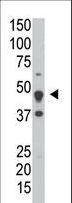 DUSP6 / MKP3 Antibody - The anti-DUSP6 antibody is used in Western blot to detect DUSP6 in HeLa cell lysate.