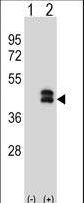 DUSP6 / MKP3 Antibody - Western blot of DUSP6 (arrow) using rabbit polyclonal DUSP6 Antibody. 293 cell lysates (2 ug/lane) either nontransfected (Lane 1) or transiently transfected (Lane 2) with the DUSP6 gene.