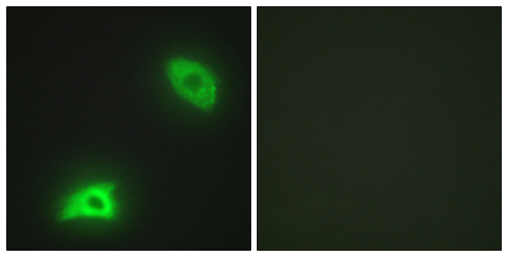 DUSP6 / MKP3 Antibody - Immunofluorescence analysis of HeLa cells, using DUSP6 Antibody. The picture on the right is blocked with the synthesized peptide.