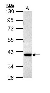DUSP6 / MKP3 Antibody - Sample (30 ug of whole cell lysate). A: Hep G2 . 10% SDS PAGE. MKP3 / DUSP6 antibody diluted at 1:1000.