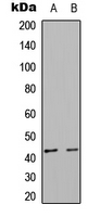 DUSP6 / MKP3 Antibody - Western blot analysis of DUSP6 expression in HepG2 (A); NIH3T3 (B) whole cell lysates.