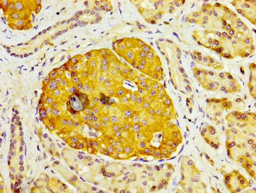 DUSP6 / MKP3 Antibody - Immunohistochemistry image at a dilution of 1:200 and staining in paraffin-embedded human pancreatic tissue performed on a Leica BondTM system. After dewaxing and hydration, antigen retrieval was mediated by high pressure in a citrate buffer (pH 6.0) . Section was blocked with 10% normal goat serum 30min at RT. Then primary antibody (1% BSA) was incubated at 4 °C overnight. The primary is detected by a biotinylated secondary antibody and visualized using an HRP conjugated SP system.
