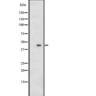 DUSP6 / MKP3 Antibody - Western blot analysis of DUSP6 using HepG2 whole cells lysates