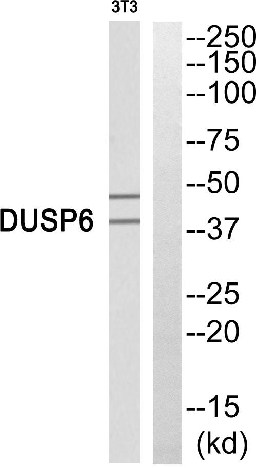 DUSP6 / MKP3 Antibody - Western blot analysis of 3T3 cells using DUSP6 antibody.
