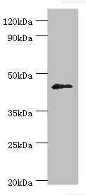 DUSP7 Antibody - Western blot All lanes: Dual specificity protein phosphatase 7 antibody at 10µg/ml + HepG2 whole cell lysate Secondary Goat polyclonal to rabbit IgG at 1/10000 dilution Predicted band size: 45, 41 kDa Observed band size: 45 kDa