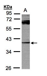 DUSP7 Antibody - Sample (30g whole cell lysate). A: Raji . 10% SDS PAGE. DUSP7 antibody diluted at 1:1000