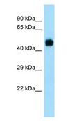 DUSP7 Antibody - DUSP7 antibody Western Blot of Rat Lung.  This image was taken for the unconjugated form of this product. Other forms have not been tested.