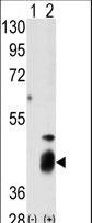 DUSP7 Antibody - Western blot of DUSP7 (arrow) using DUSP7 Antibody (RB05816). 293 cell lysates (2 ug/lane) either nontransfected (Lane 1) or transiently transfected with the DUSP7 gene (Lane 2) (Origene Technologies).