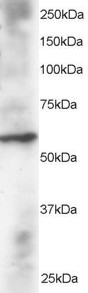 DUSP8 Antibody - Antibody staining (2 ug/ml) of Human Heart lysate (RIPA buffer, 30 ug total protein per lane). Primary incubated for 12 hour. Detected by Western blot of chemiluminescence.