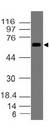 DUSP8 Antibody - Fig-1: Western blot analysis of DUSP8 . Anti-DUSP8  antibody was used at 1 µg/ml on Raji lysate.
