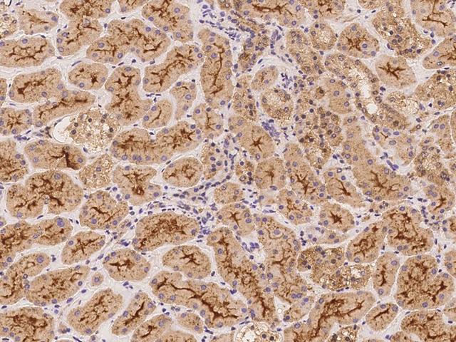 DUSP8 Antibody - Immunochemical staining of human DUSP8 in human kidney with rabbit polyclonal antibody at 1:100 dilution, formalin-fixed paraffin embedded sections.