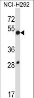 DUSP9 Antibody - DUSP9 Antibody western blot of NCI-H292 cell line lysates (35 ug/lane). The DUSP9 antibody detected the DUSP9 protein (arrow).
