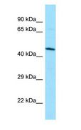 DUSP9 Antibody - DUSP9 antibody Western Blot of Jurkat.  This image was taken for the unconjugated form of this product. Other forms have not been tested.