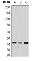 DUSP9 Antibody - Western blot analysis of DUSP9 expression in HeLa (A); HEK293T (B); NIH3T3 (C) whole cell lysates.