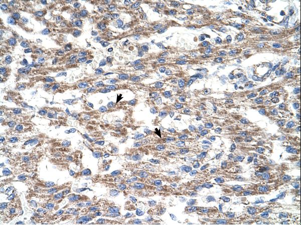 DUT / DUTPase Antibody - Immunohistochemistry with Jurkat cell lysate tissue.  This image was taken for the unconjugated form of this product. Other forms have not been tested.