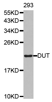 DUT / DUTPase Antibody - Western blot analysis of extracts of 293 cell line, using DUT antibody.