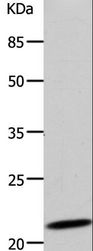DUT / DUTPase Antibody - Western blot analysis of 293T cell, using DUT Polyclonal Antibody at dilution of 1:500.