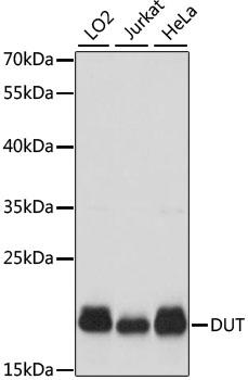DUT / DUTPase Antibody - Western blot analysis of extracts of various cell lines using DUT Polyclonal Antibody at dilution of 1:1000.