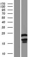 DUT / DUTPase Protein - Western validation with an anti-DDK antibody * L: Control HEK293 lysate R: Over-expression lysate